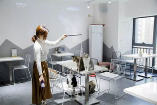 綿陽貓咪咖啡館 超萌文藝體驗，甜點擊潰少女心